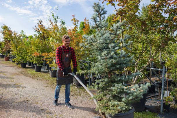 How Our Tree Care Process Works  in Ivins, UT